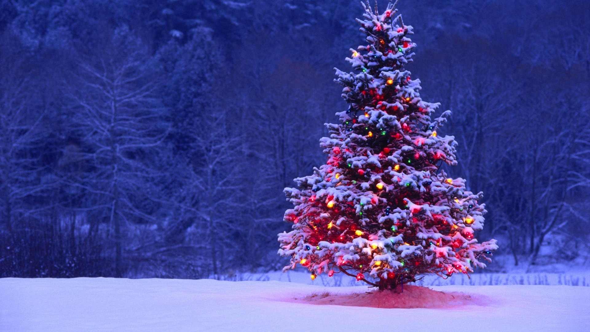 Choose the Perfect Christmas Tree for the Holidays