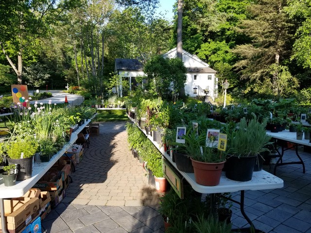 Garden club plants