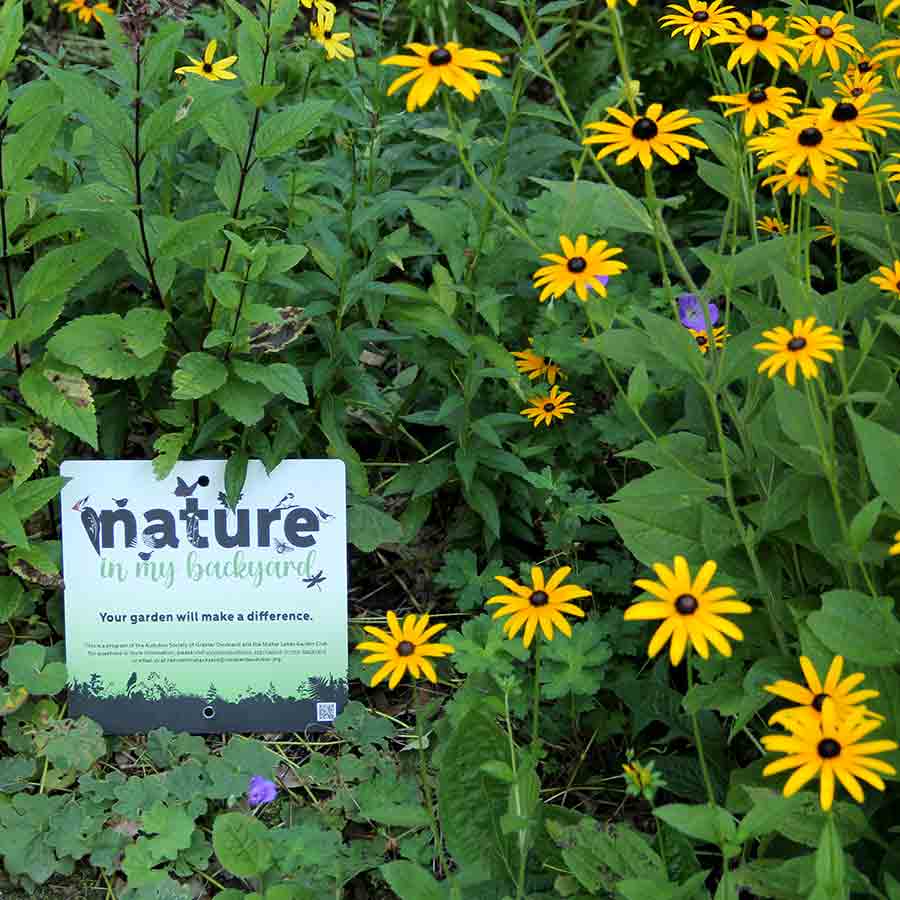 a garden of yellow flowers with a black center and a sign that reads "nature in my back yard"
