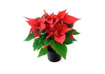 A red potted poinsettia plant with green leaves