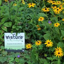 a garden of yellow flowers with a black center and a sign that reads "nature in my back yard"