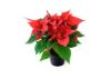 A red potted poinsettia plant with green leaves