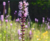 Native purple plant in grass
