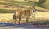 a brown coyote standing on a path in a yard